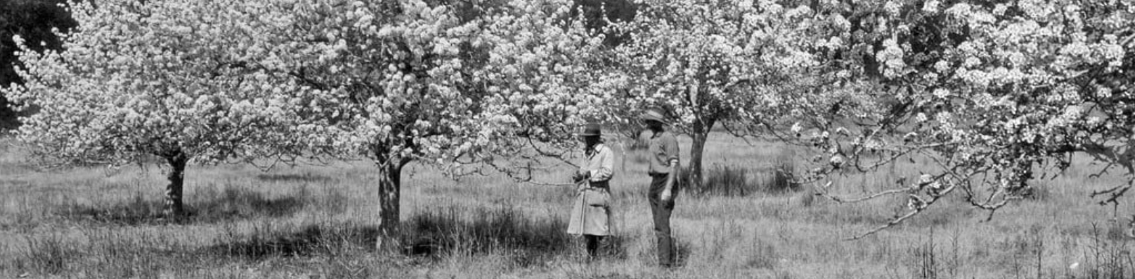 Old photo of two people in an orchard