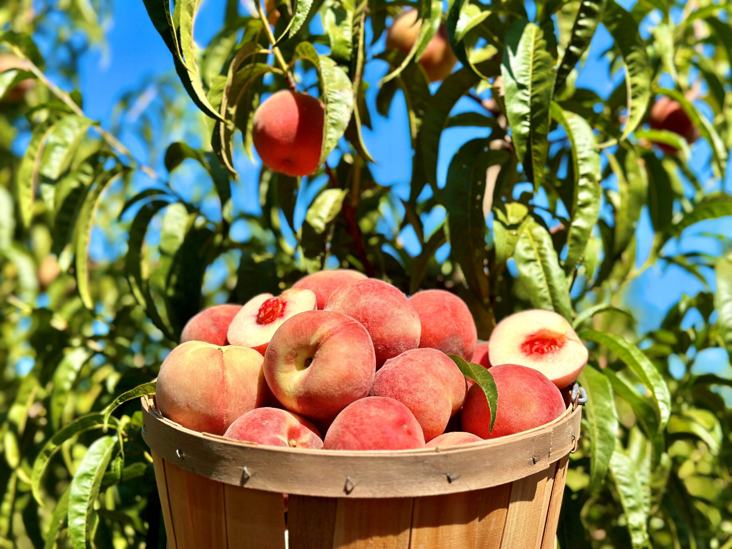 Barrel of fresh peaches