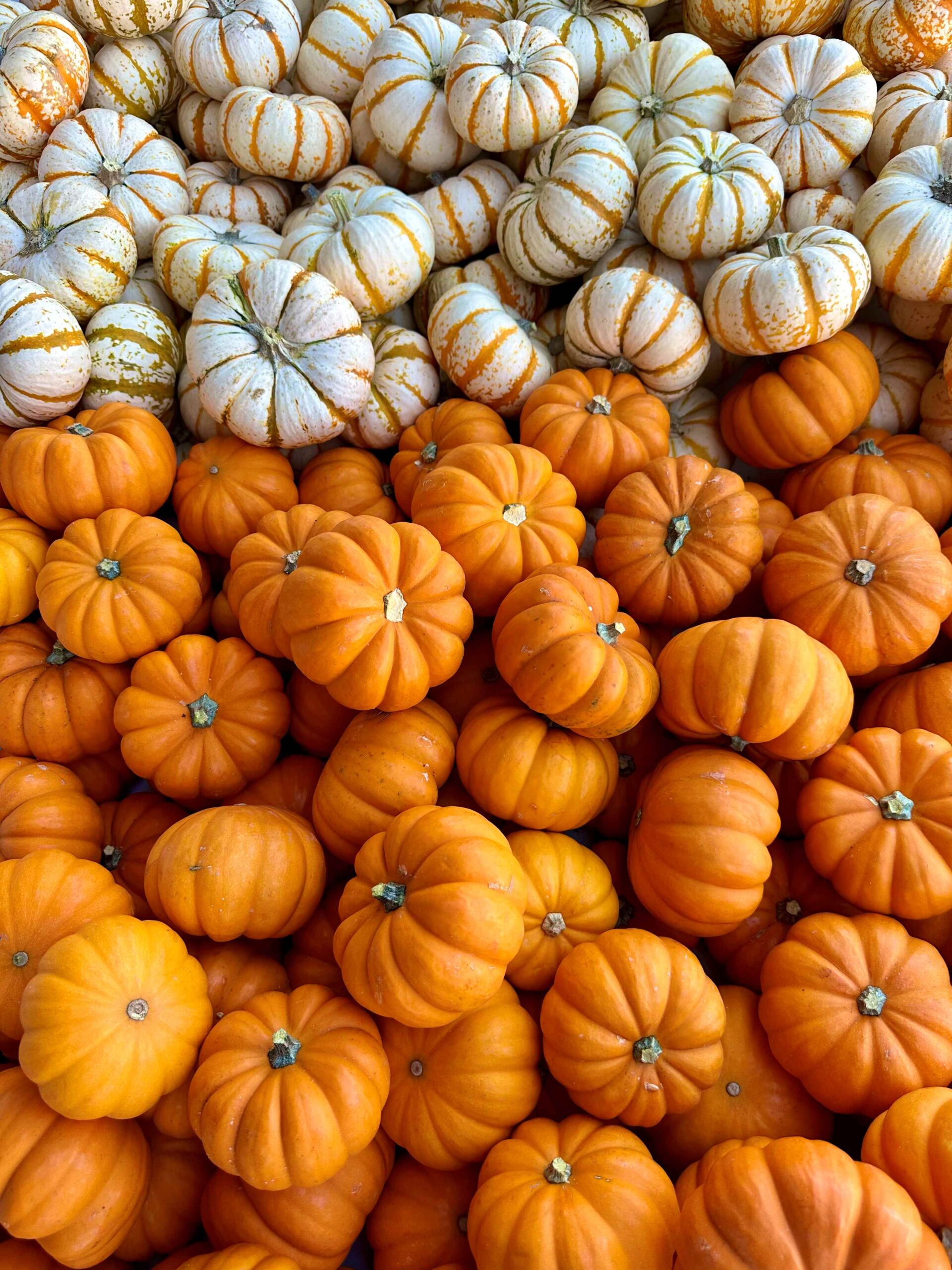 Assorted small pumpkins of multiple colors