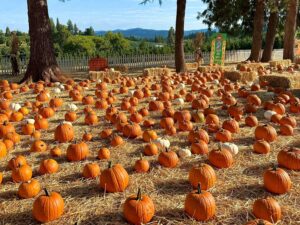 Lots of pumpkins on the ground