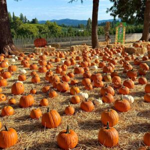 Lots of pumpkins on the ground