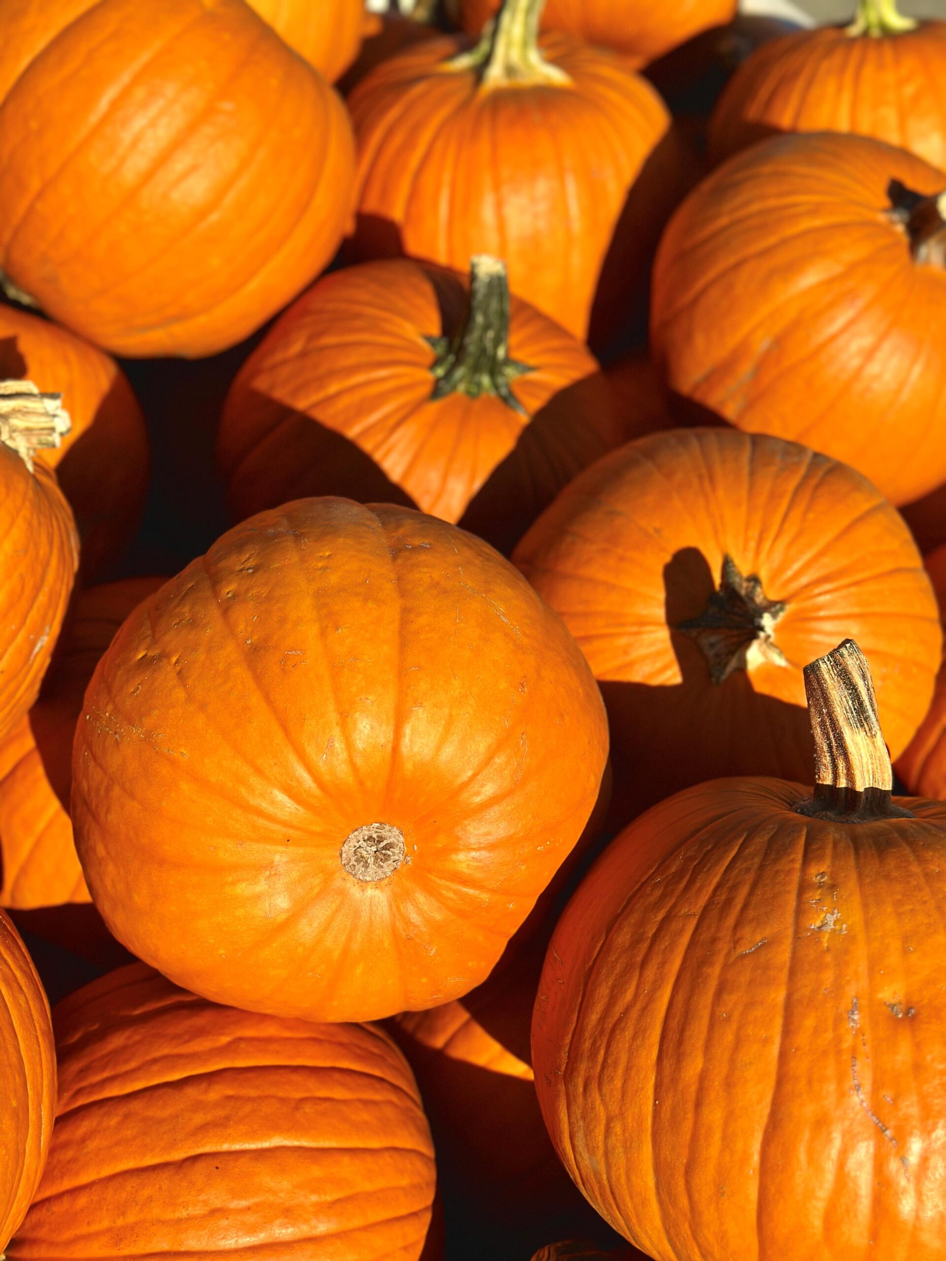 A bunch of pumpkins