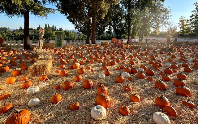 Boa Vista's Apple Hill pumpkin patch