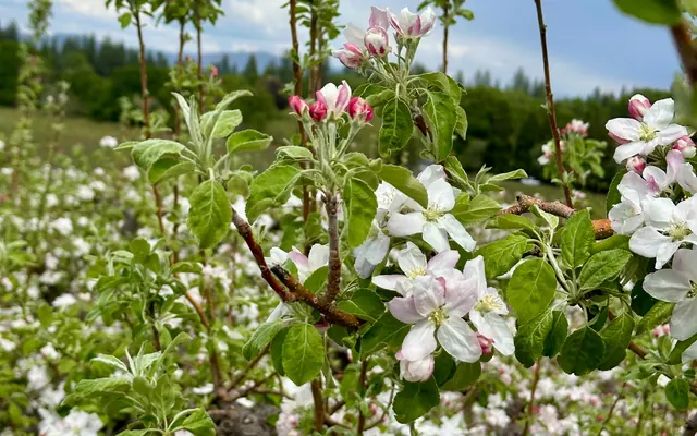 Apple blossoms in spring at Boa Vista Orchards