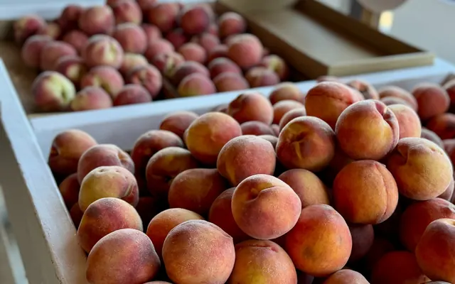 Fresh peaches at Boa Vista Orchards in summer