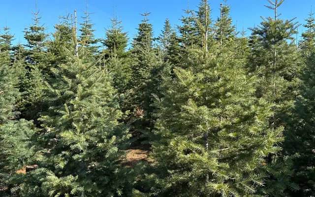 Christmas trees near Boa Vista Orchards in winter.