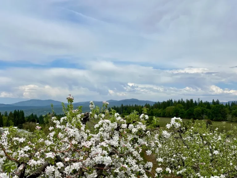 Apple blossoms in the Apple Hill region of Northern California