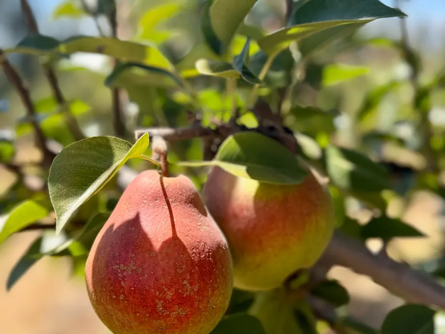 Pears growing on a tree